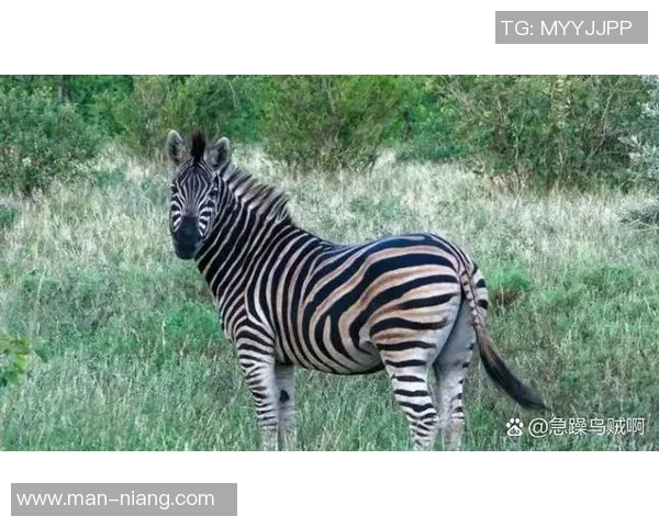 足球场上的动物英雄们：从小狮子到飞鹰，探寻他们的奇妙故事